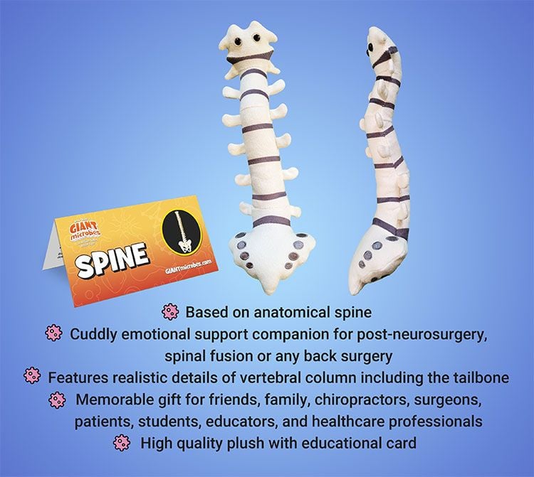 Spine bullet points
