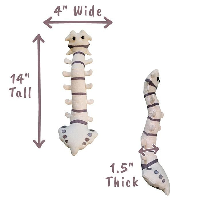 Spine plush dimensions