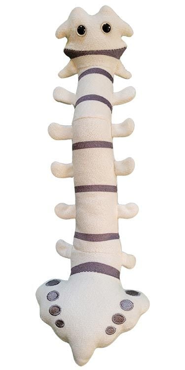 Spine plush front