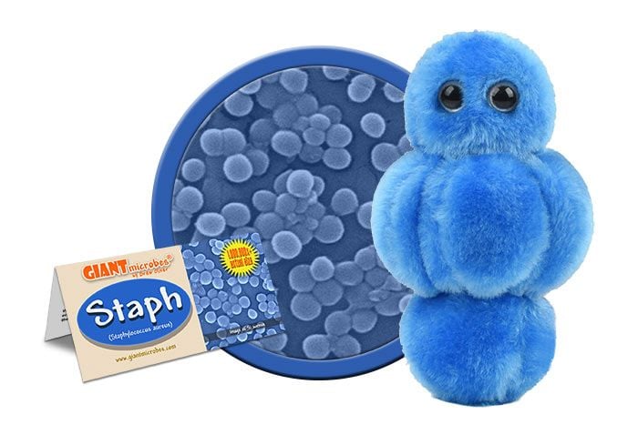 Staph plush cluster