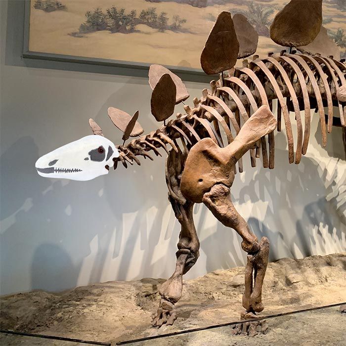 Stegosaurus plush dino skeleton