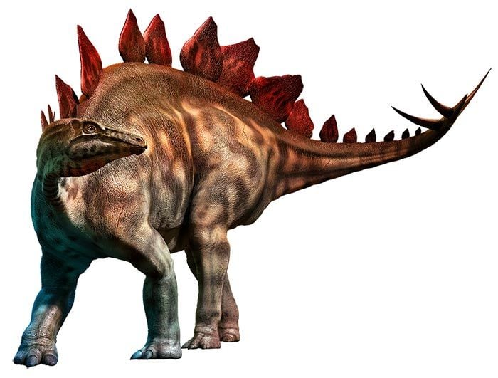 Stegosaurus dinosaur