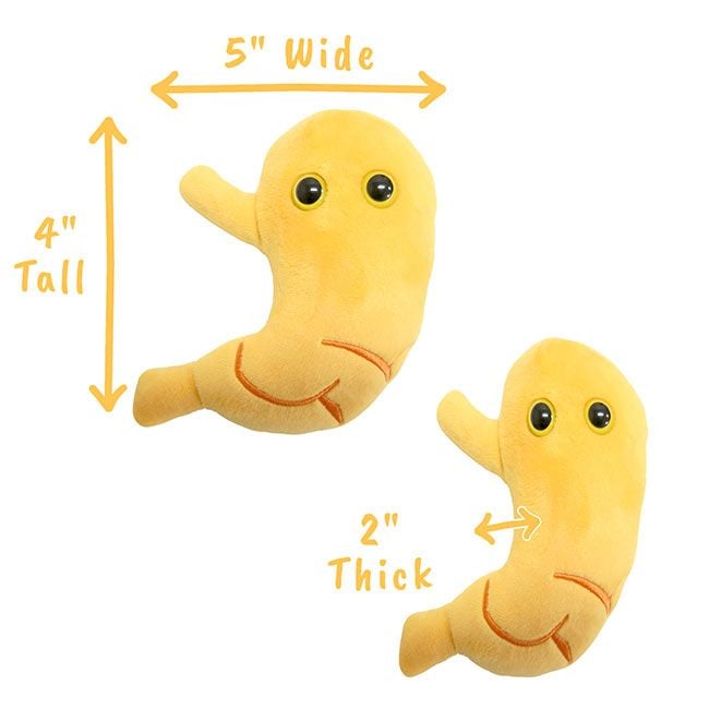 Stomach plush dimensions