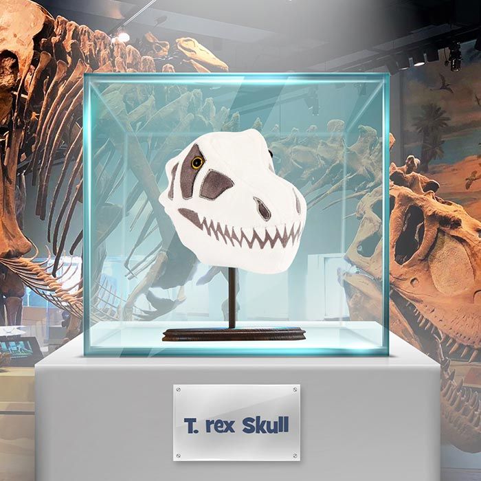 T. rex skull museum