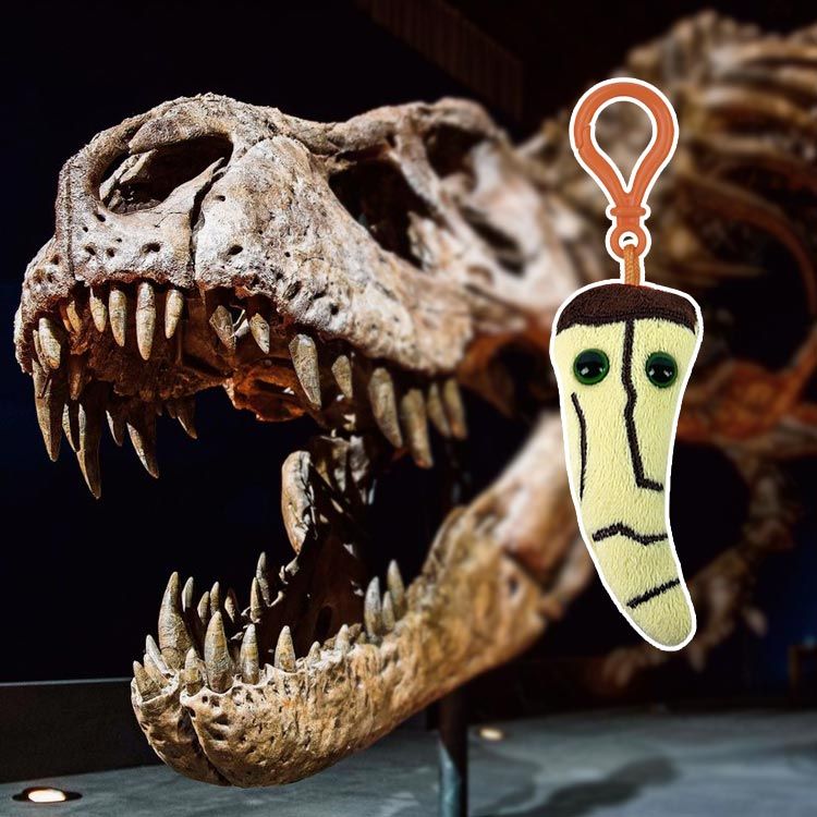 T. rex tooth kc skeleton