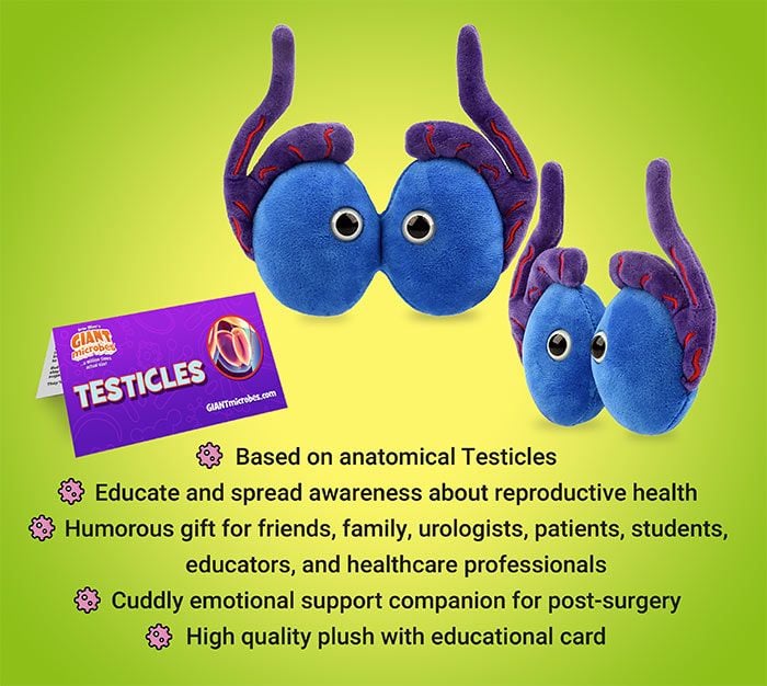 Testicles bullet points