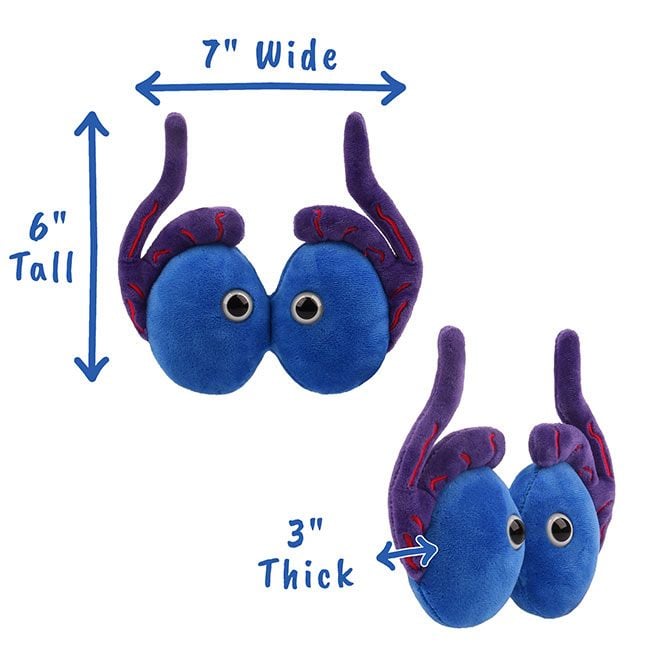 Testicles plush dimensions