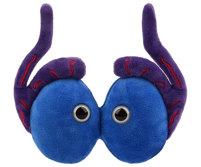 Testicles plush front