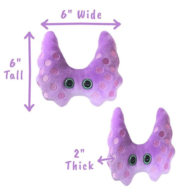 Thyroid plush dimensions