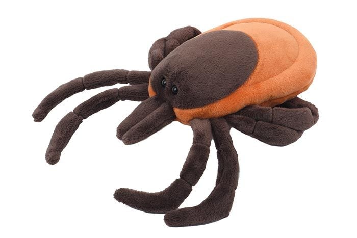 Tick plush front