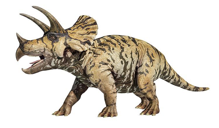 Triceratops dinosaur