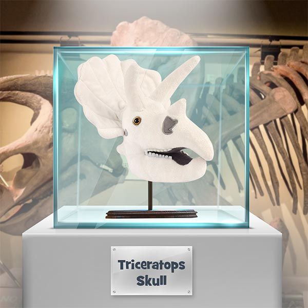 Triceratops skull in museum glass