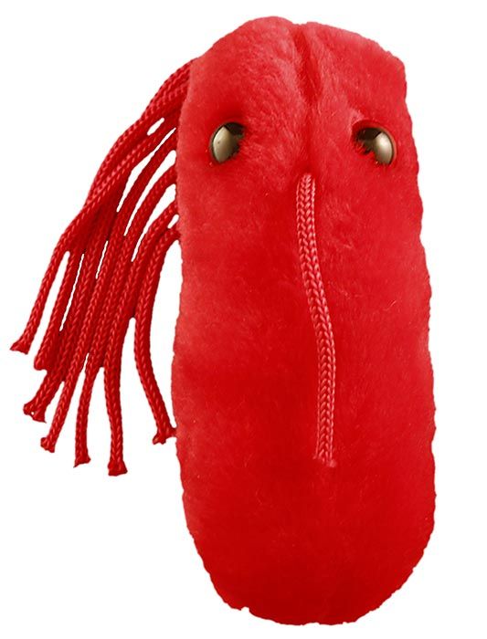 Typhoid fever plush doll