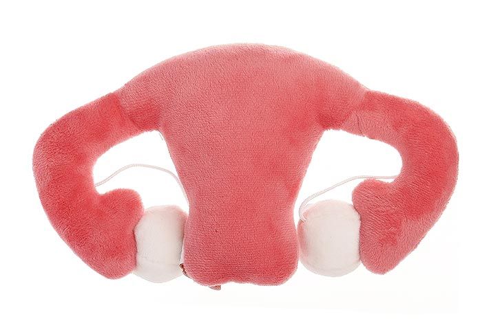 Uterus plush back