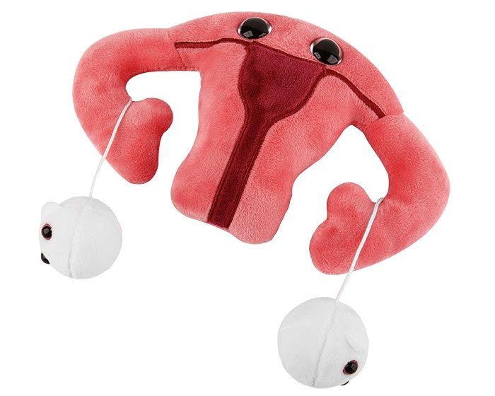 Uterus plush eggs detached