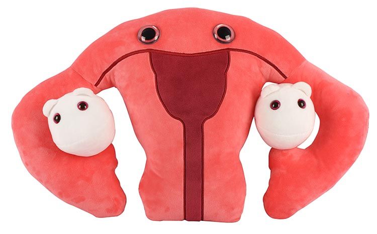 Uterus gigantic new front