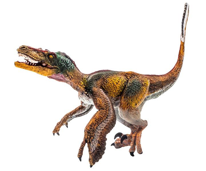 Velociraptor dinosaur