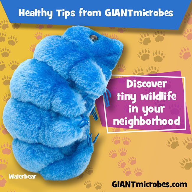 Giant Microbes Water Bear Plush Toy Original Soft Tardigrade Educational Gift 