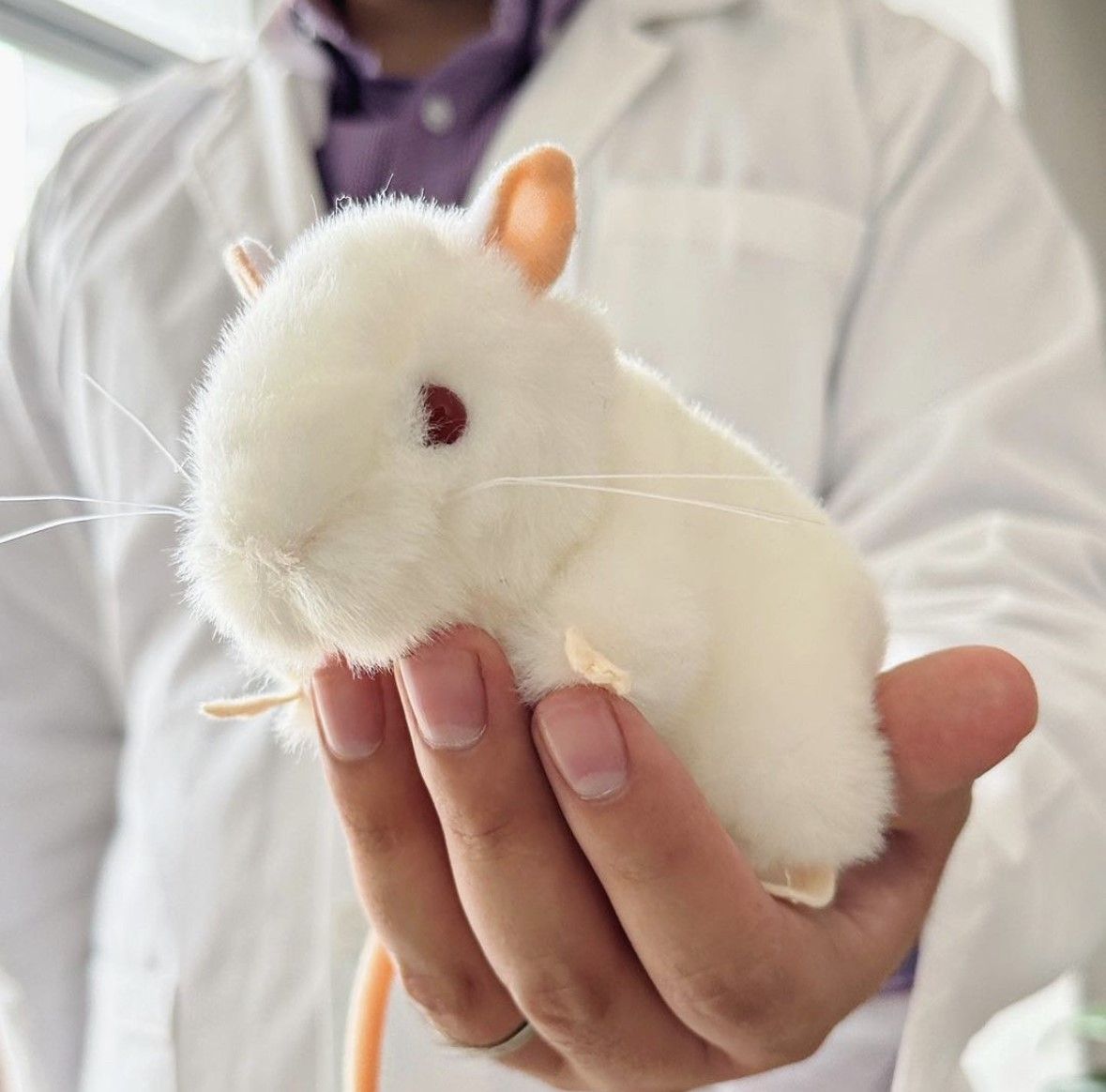 Lab Mouse in hand