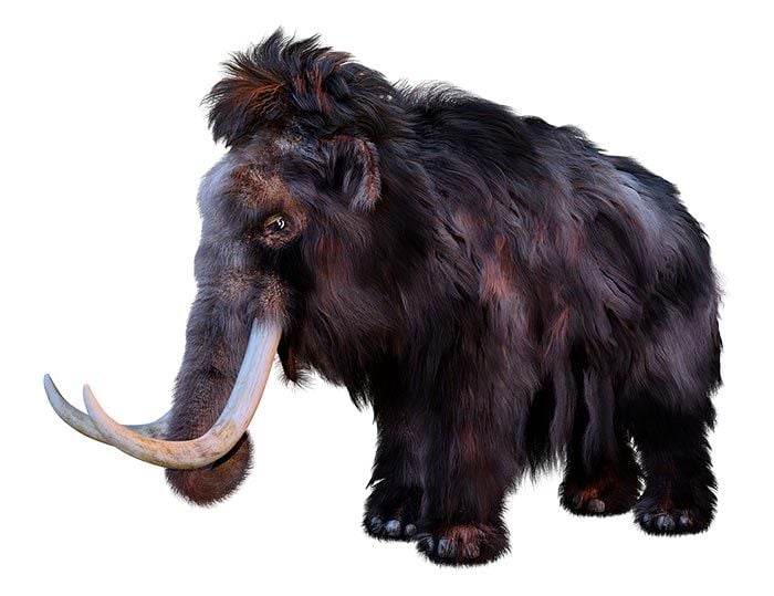 Woolly Mammoth dinosaur