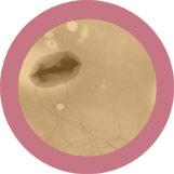 e coli plush