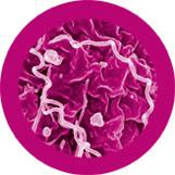 giant microbes syphilis