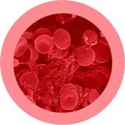 giant microbes red blood cell