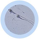 sperm cell plush