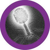 bacteriophage plush