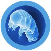 giant microbes tardigrade
