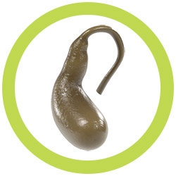 plush gallbladder