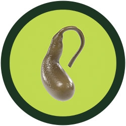 plush organs gallbladder