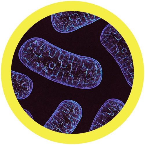 mitochondria plush